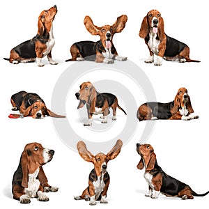 Basset Hound