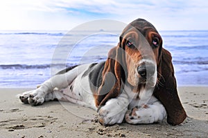 Basset hound on a beach