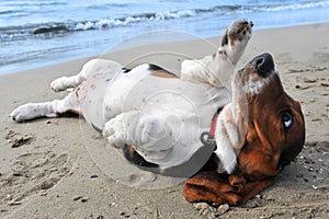 Basset hound on a beach