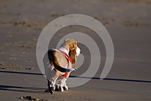 Basset hound on beach