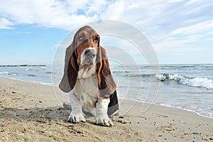 basset hound on the beach