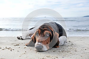 basset hound on the beach