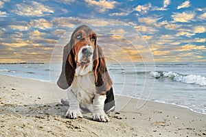 basset hound on the beach