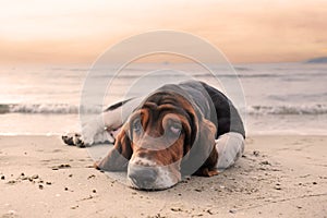 basset hound on the beach