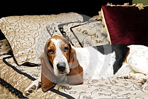 Basset Hound On Bed