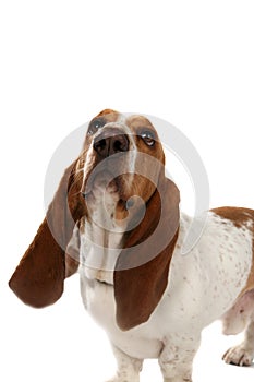 Basset hound with big long ears