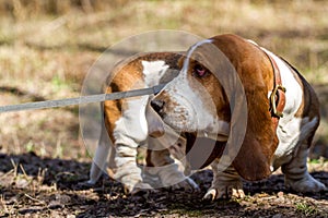Basset hound, a breed of beagle dogs, bred in England