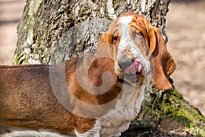 Basset hound, a breed of beagle dogs, bred in England