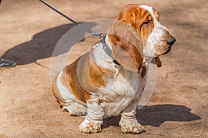 Basset hound, a breed of beagle dogs, bred in England