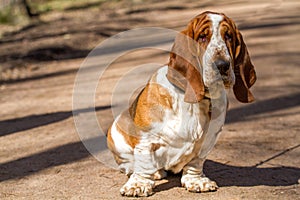 Basset hound, a breed of beagle dogs, bred in England