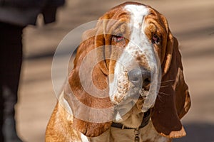 Basset hound, a breed of beagle dogs, bred in England