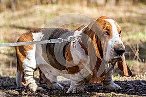 Basset hound, a breed of beagle dogs, bred in England