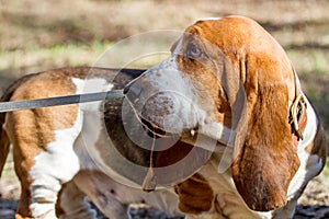 Basset hound, a breed of beagle dogs, bred in England