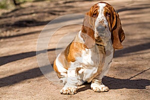 Basset hound, a breed of beagle dogs, bred in England