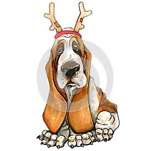 A basset hound breed dog in a Christmas hat, deer horns. Cute Christmas puppy. Santa Claus.