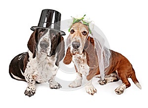 Basset Hound Bride and Groom