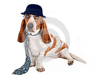 Basset Hound Businessman