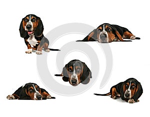 Basset hound collage