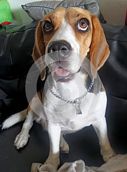 Basset Hound confessing for their crimed