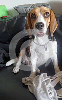 Basset Hound confessing for their crimed photo