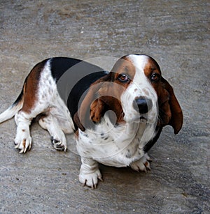 Basset Hound dog