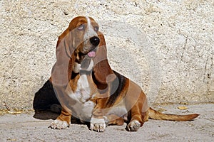 Basset Hound dog