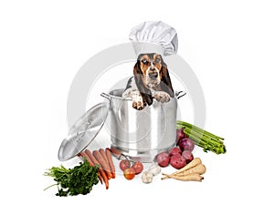 Basset Hound Dog in Big Cooking Pot