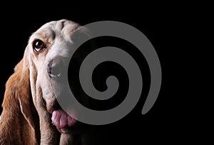 Basset hound dog with black background