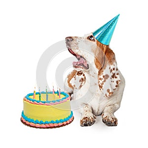 Basset Hound Dog Blowing Out Birthday Candles