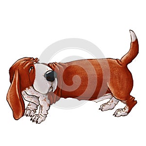 Basset hound dog breed. Funny pet isolated on white background