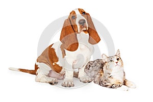 Basset Hound Dog and Calico Cat Together Looking Up