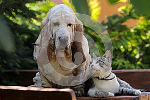 Basset hound dog and cat love each other