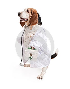 Basset Hound Dog Dressed as a Veterinarian