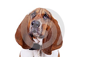 Basset hound dog face