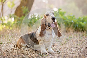 A Basset hound dog in the forest sitting on grass