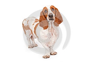 Basset Hound Dog Funny Expression