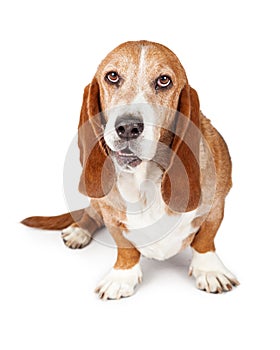 Basset Hound Dog Funny Expression