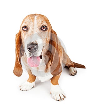 Basset Hound Dog Happy Expression