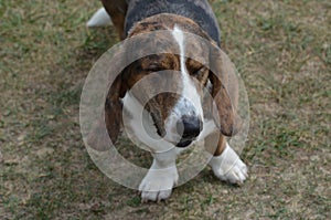 Basset Hound Dog with His Eyes Closed