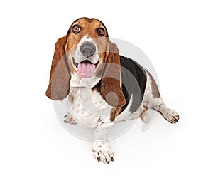 Basset Hound Dog Isolated on White