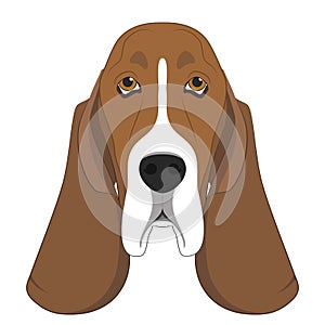 Basset Hound dog isolated on white background vector illustration