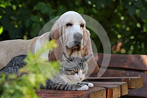 Basset hound dog and kitten resting together