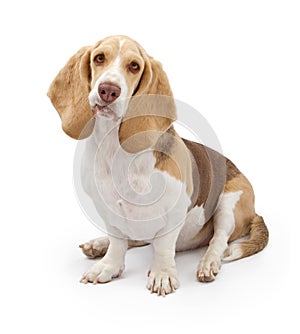 Basset Hound Dog with light color coat