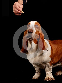 Basset hound dog looking at a treat