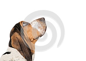 Basset Hound Dog Looking Up Closeup