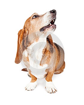 Basset Hound Dog Looking Up Mouth Open