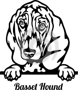 Basset Hound Dog - Peeking Dog Breed - Pet Dog Vector Portrait, Dog Silhouette Stencil