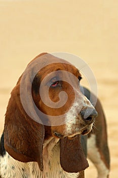 Basset hound dog portrait