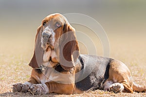 Basset hound dog portrait having a serious, yet funny cute look.