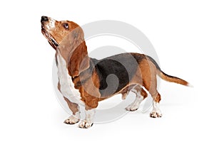 Basset Hound Dog Profile